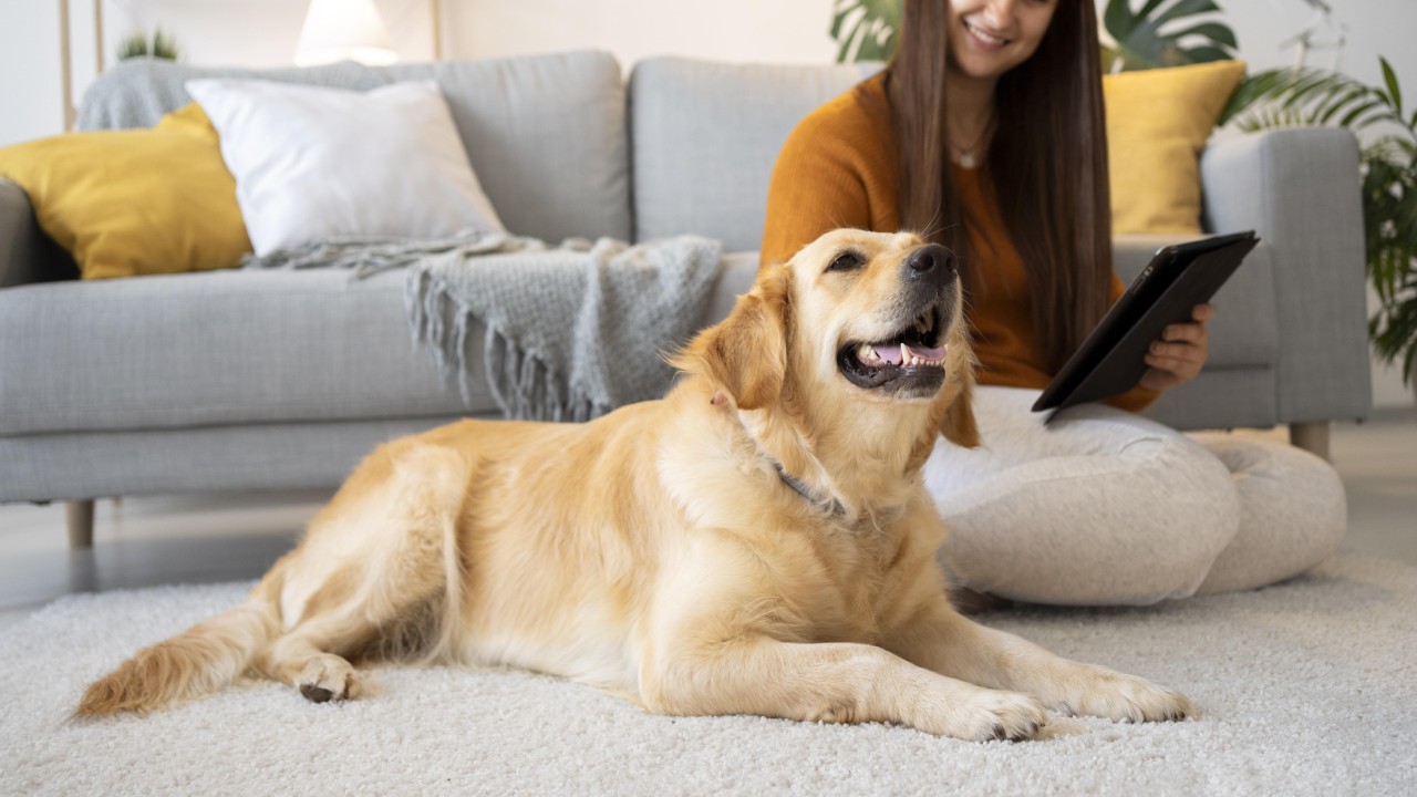 Arthritis Lone Tree Animal Care Center