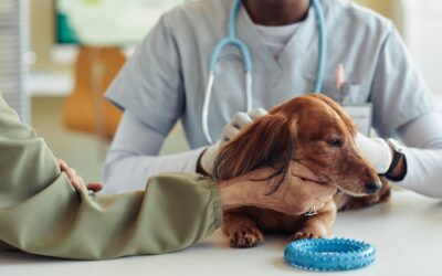 Battling Canine Cancer