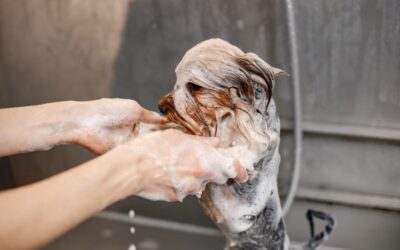 Keeping Your Pet Well Groomed and Clean