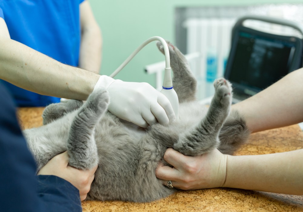Pet Grooming Service Image