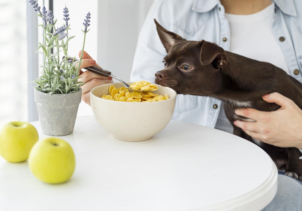 Pet Diet and Nutrition Service Image