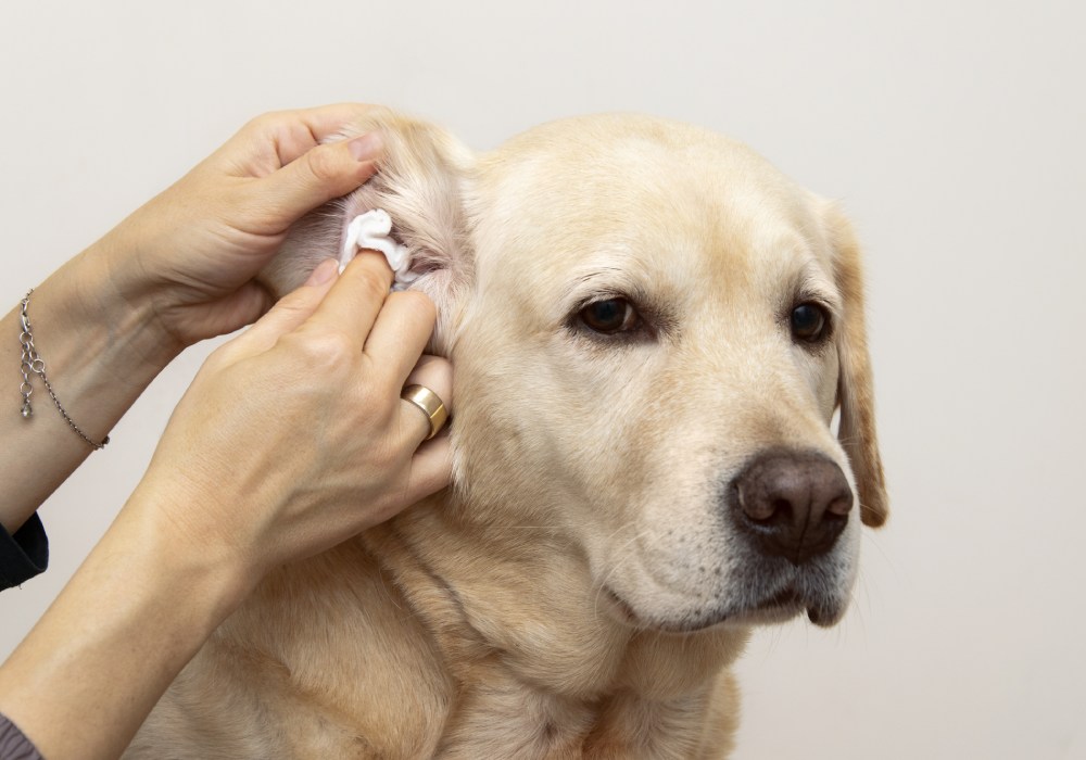 Pet Ear Infections Service Image