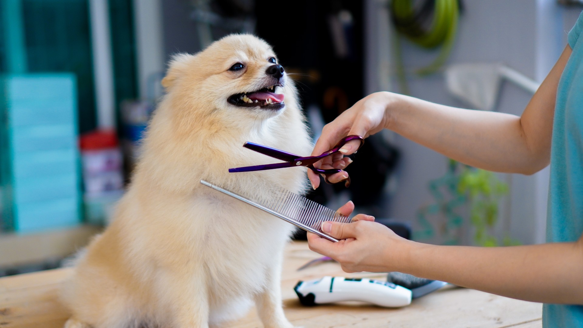 Pet Grooming In Omaha NE 68102 Lone Tree Animal Care Center