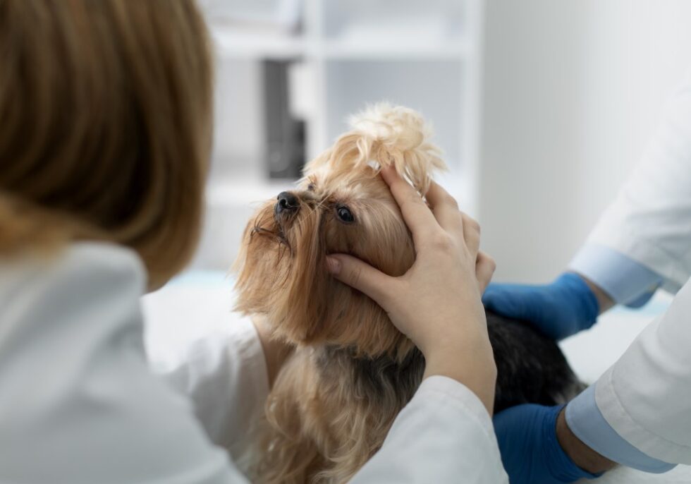 Omaha, NE 68102 Veterinary Services Lone Tree Animal Care Center