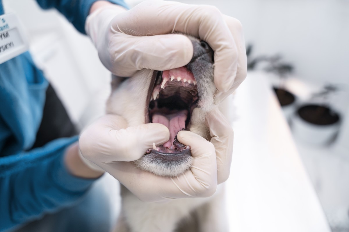 Pet dental care image