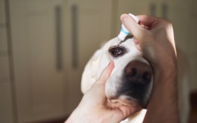Signs Your Pet Might Have An Eye Infection