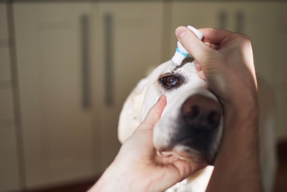 Signs Your Pet Might Have An Eye Infection Image