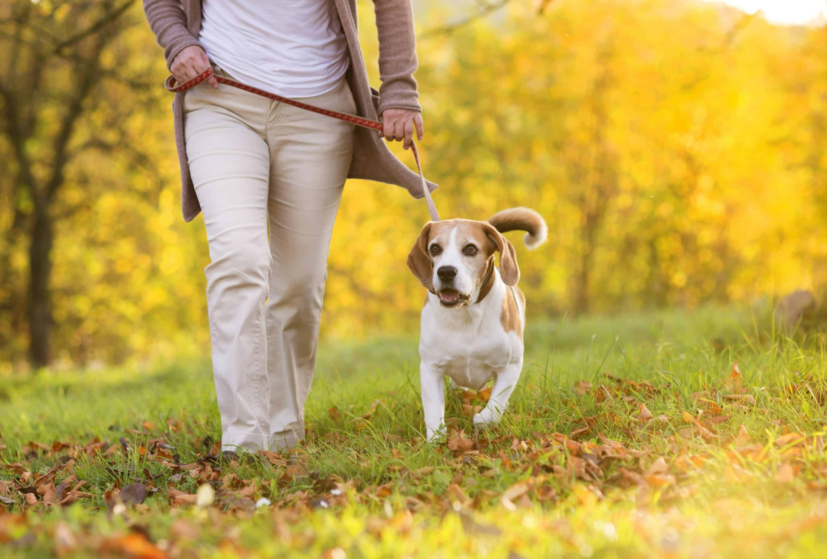 Arthritis In Pets Service Image