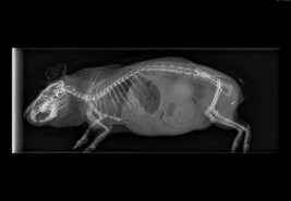 Arthritis In Pets Service Image