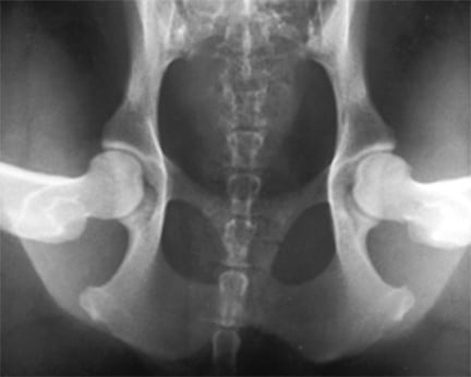 compression PennHIP