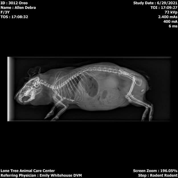 Pet x-ray