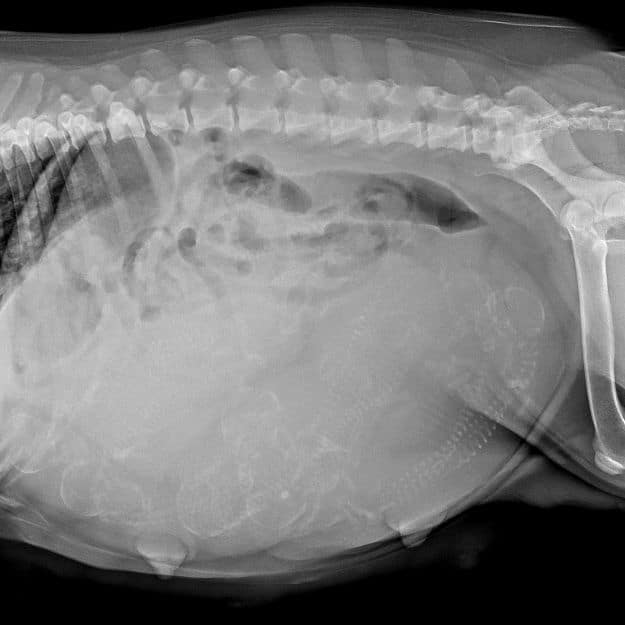puppy x-ray