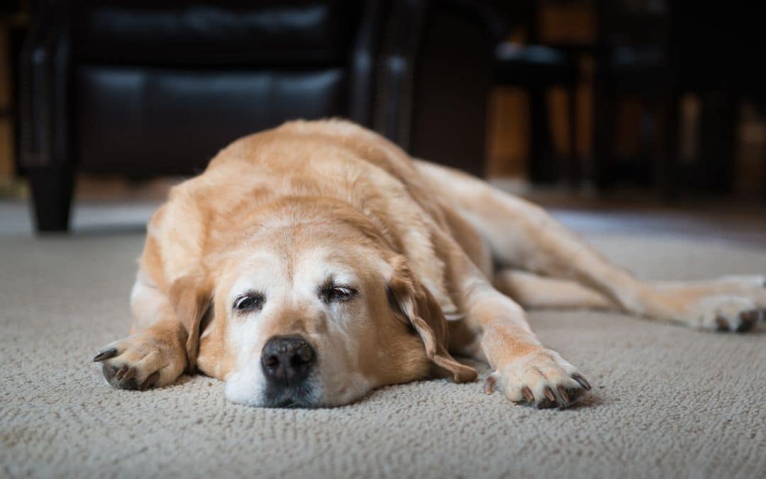 Is Your Pet Scooting Around the House? Let’s Talk About Giardia!