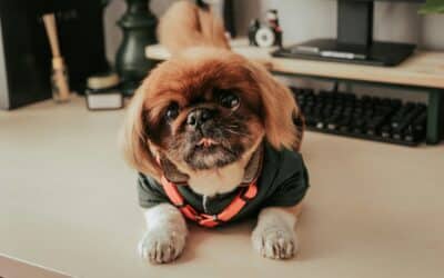What Is Your Pet’s Comfort Level at the Vet?