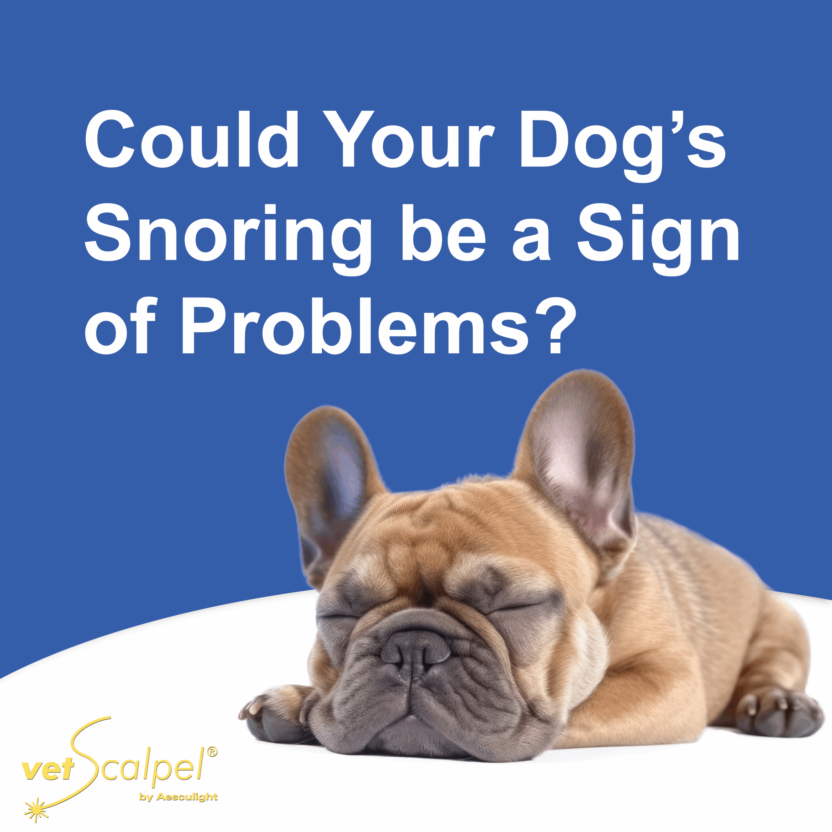 Pet Microchipping Service Image