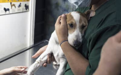 𝗣𝗮𝗿𝘃𝗼 𝗔𝗹𝗲𝗿𝘁: 𝗧𝗵𝗲 𝗗𝗮𝗻𝗴𝗲𝗿, 𝗧𝗵𝗲 𝗙𝗮𝗰𝘁𝘀, 𝗮𝗻𝗱 𝗧𝗵𝗲 𝗦𝗶𝗺𝗽𝗹𝗲 𝗣𝗿𝗲𝘃𝗲𝗻𝘁𝗶𝗼𝗻