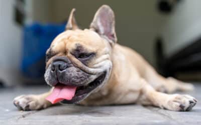 Recognizing the Invisible Danger: The Hidden Signs of Pet Heatstroke and Your Emergency Playbook